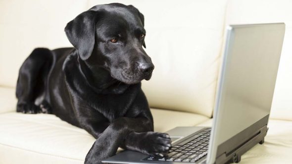 Labrador on laptop